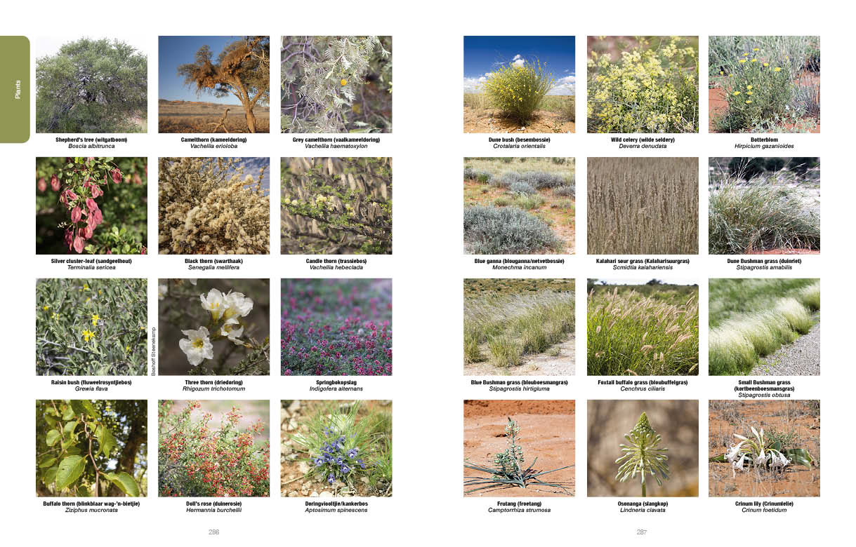 Kgalagadi Self Drive 2nd Edition SPREADS2
