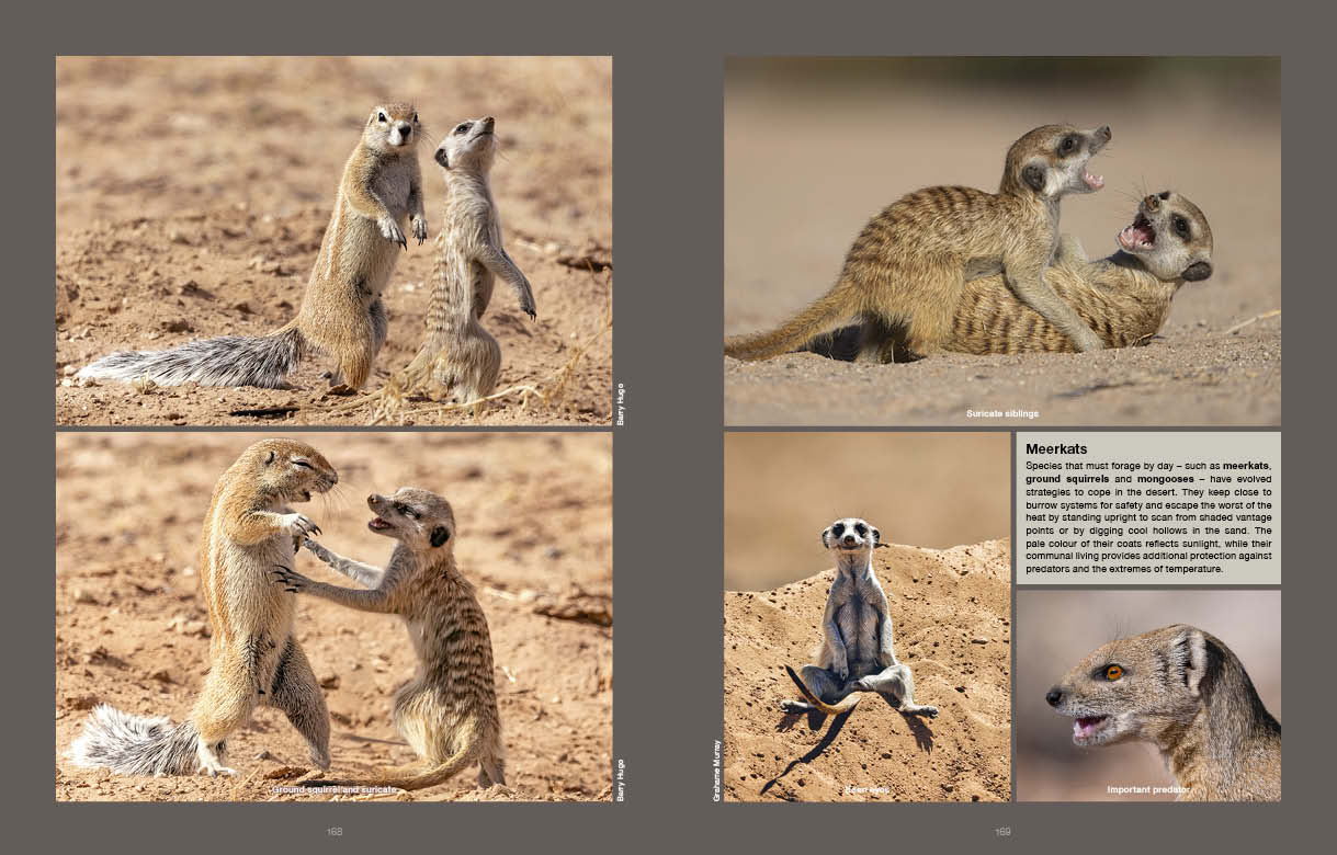 Kgalagadi Self Drive 2nd Edition SPREADS2
