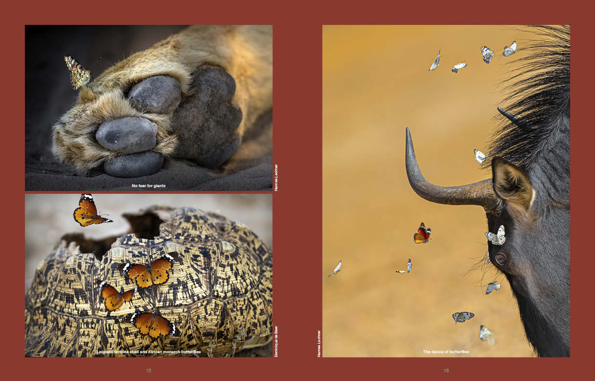 Kgalagadi Self Drive 2nd Edition SPREADS2