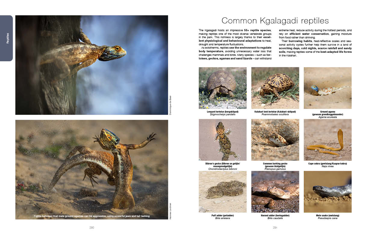 Kgalagadi Self Drive 2nd Edition SPREADS2